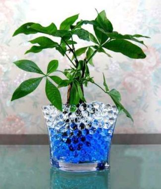 Crystal Flower Plant